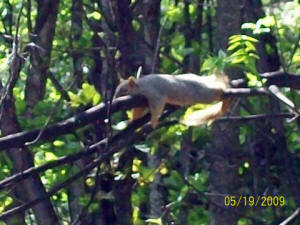 Squirrel asleep in the tree